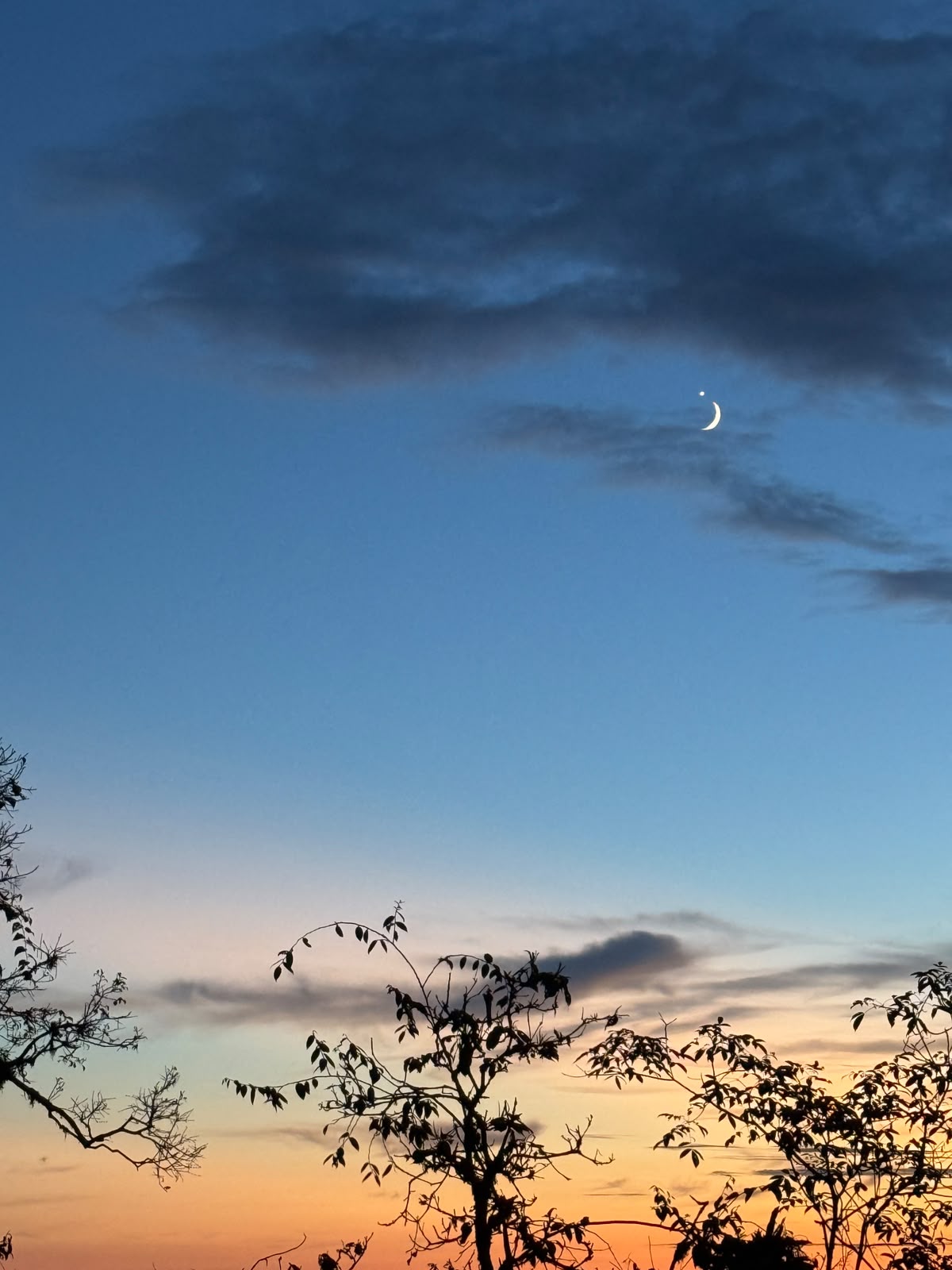 The Moon and Venus are seen in the sky above a line of trees. (Photo: X)