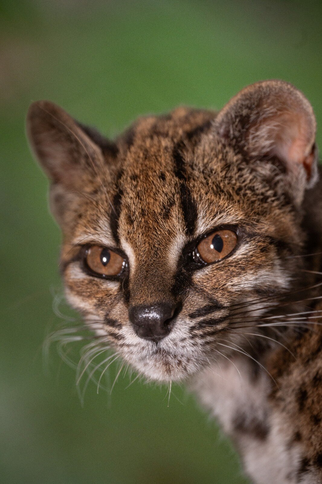 A close of the Tilcayo cat taken at an animal refuge in Bolivia. (Photo: Reuters)