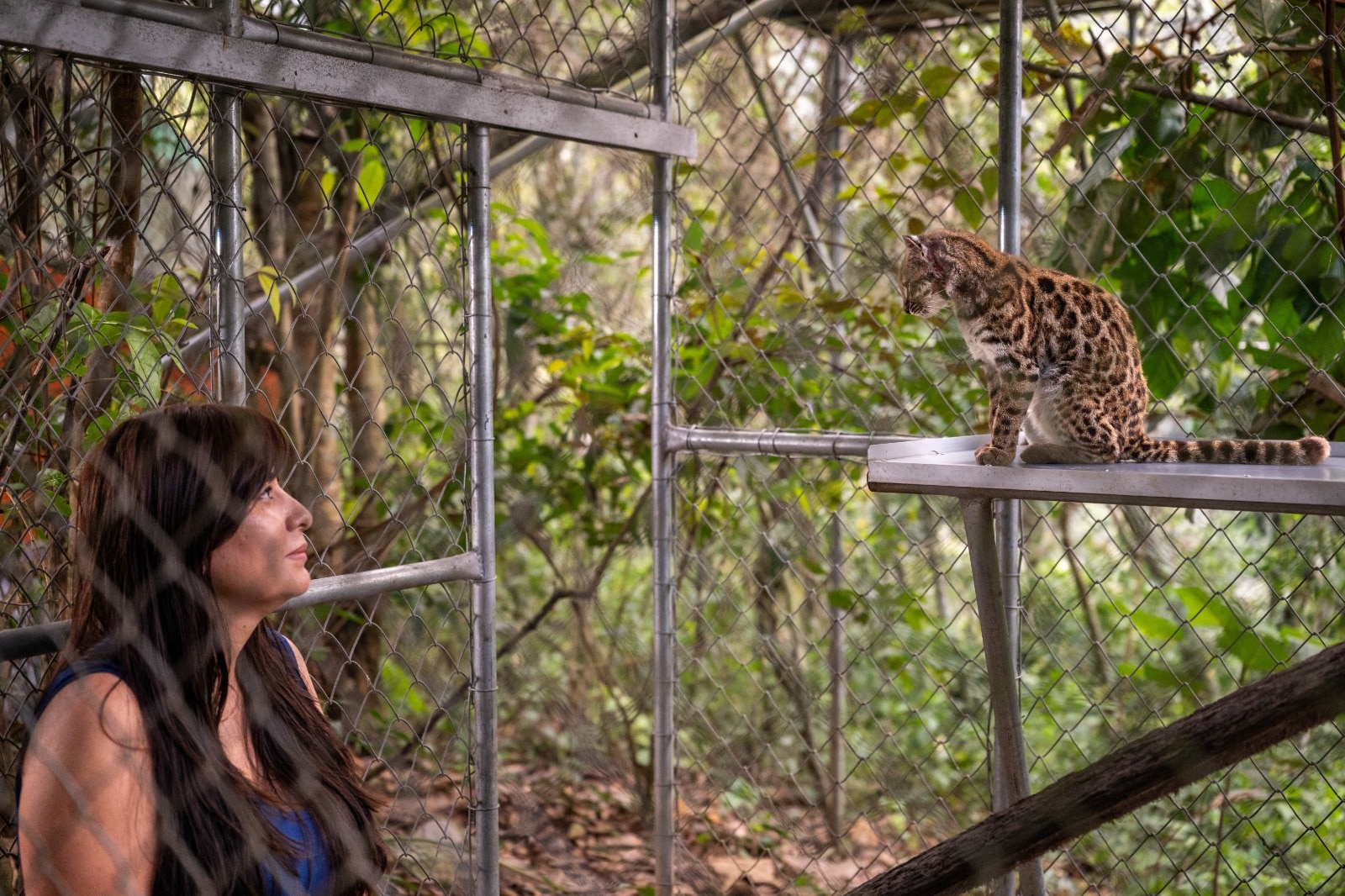 National Geographic Explorer Paola Nogales Ascarrunz observes Leopardus tilcayo cat. (Photo: Reuters)