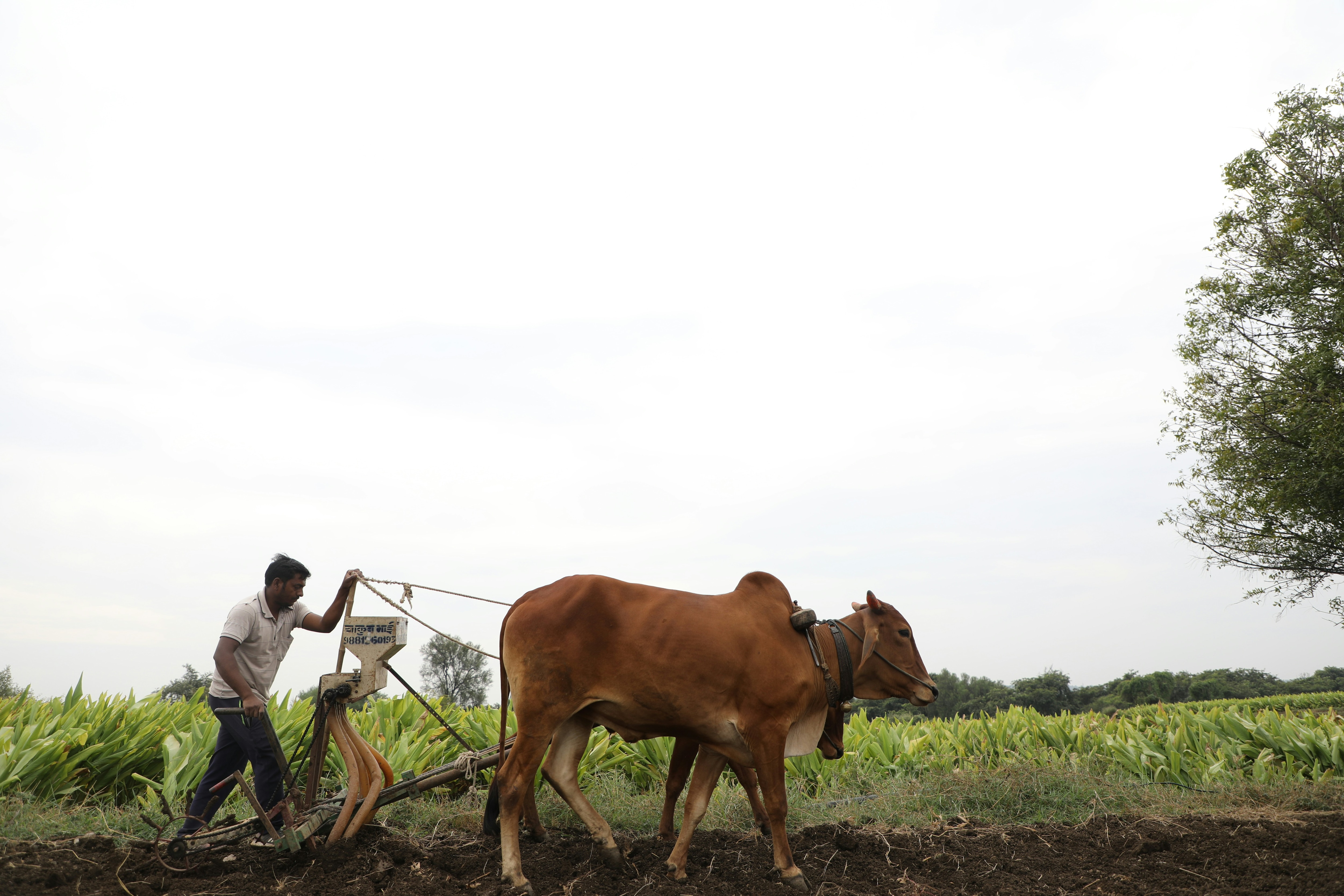 An image of an Indian farmer working on his farm. (Photo: Unsplash)