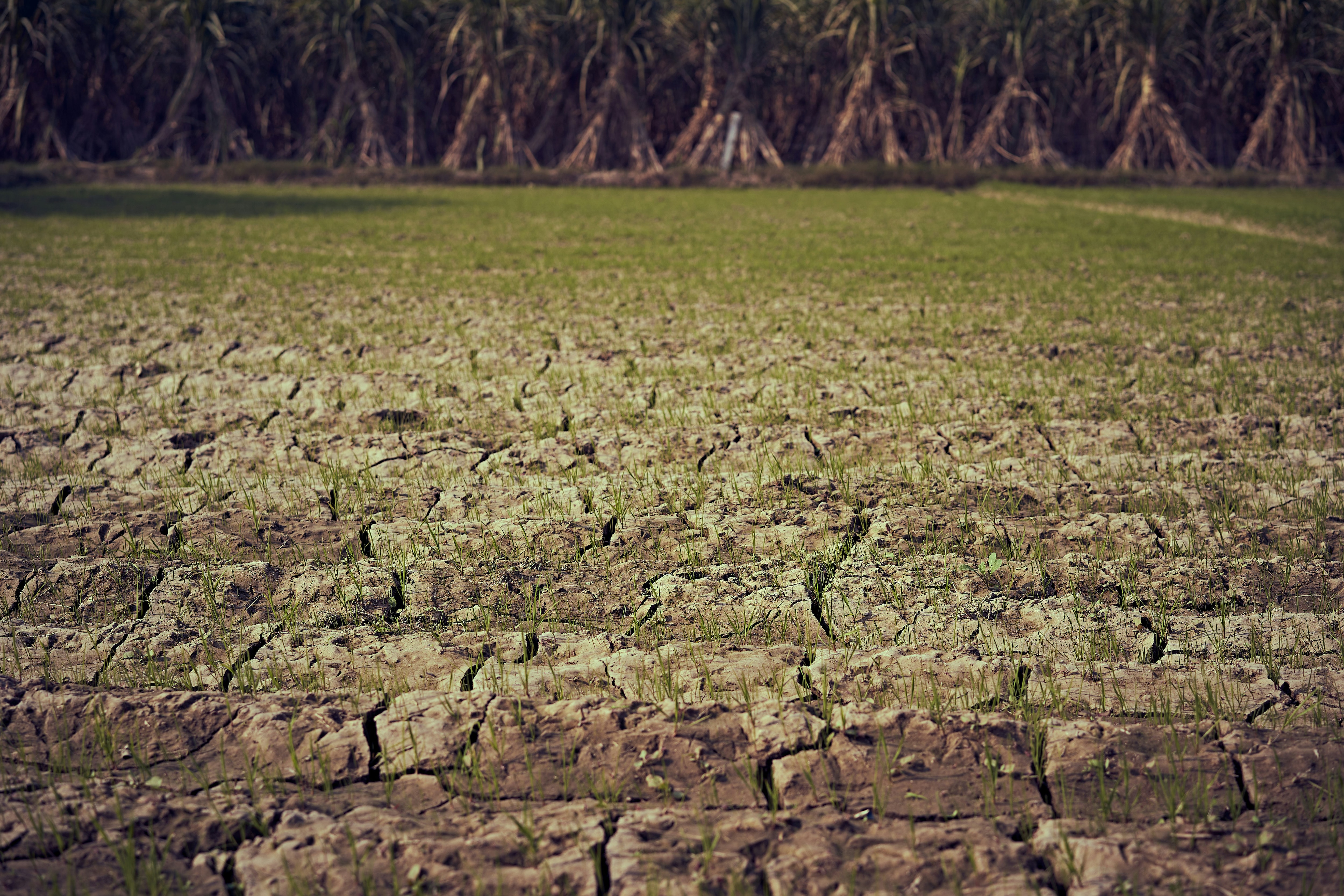 An image of cracked and dried of farm land due to lack of rain. (Photo: Unsplash)