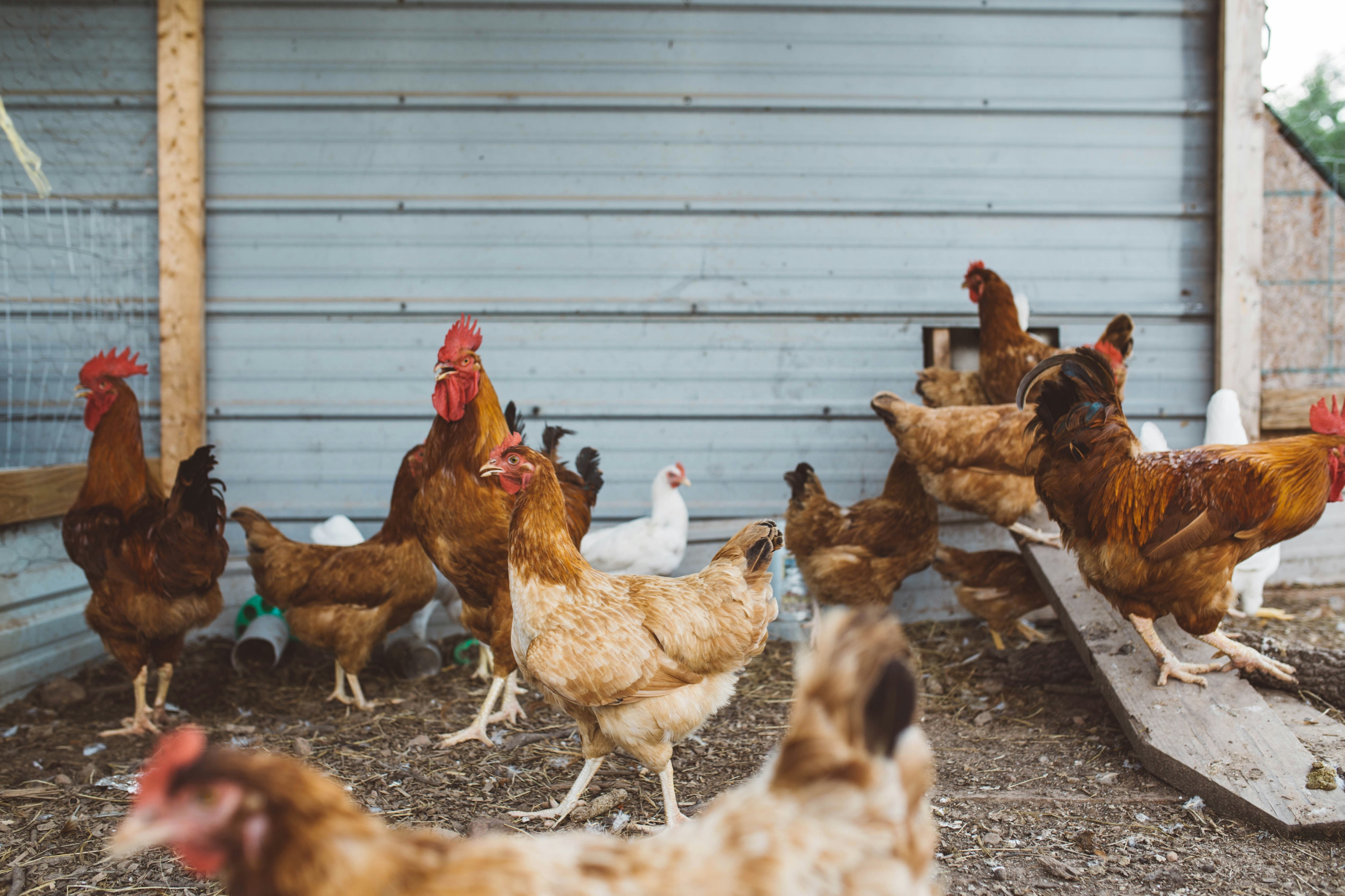 Chickens at a poultry farm. (Photo: Unsplash)