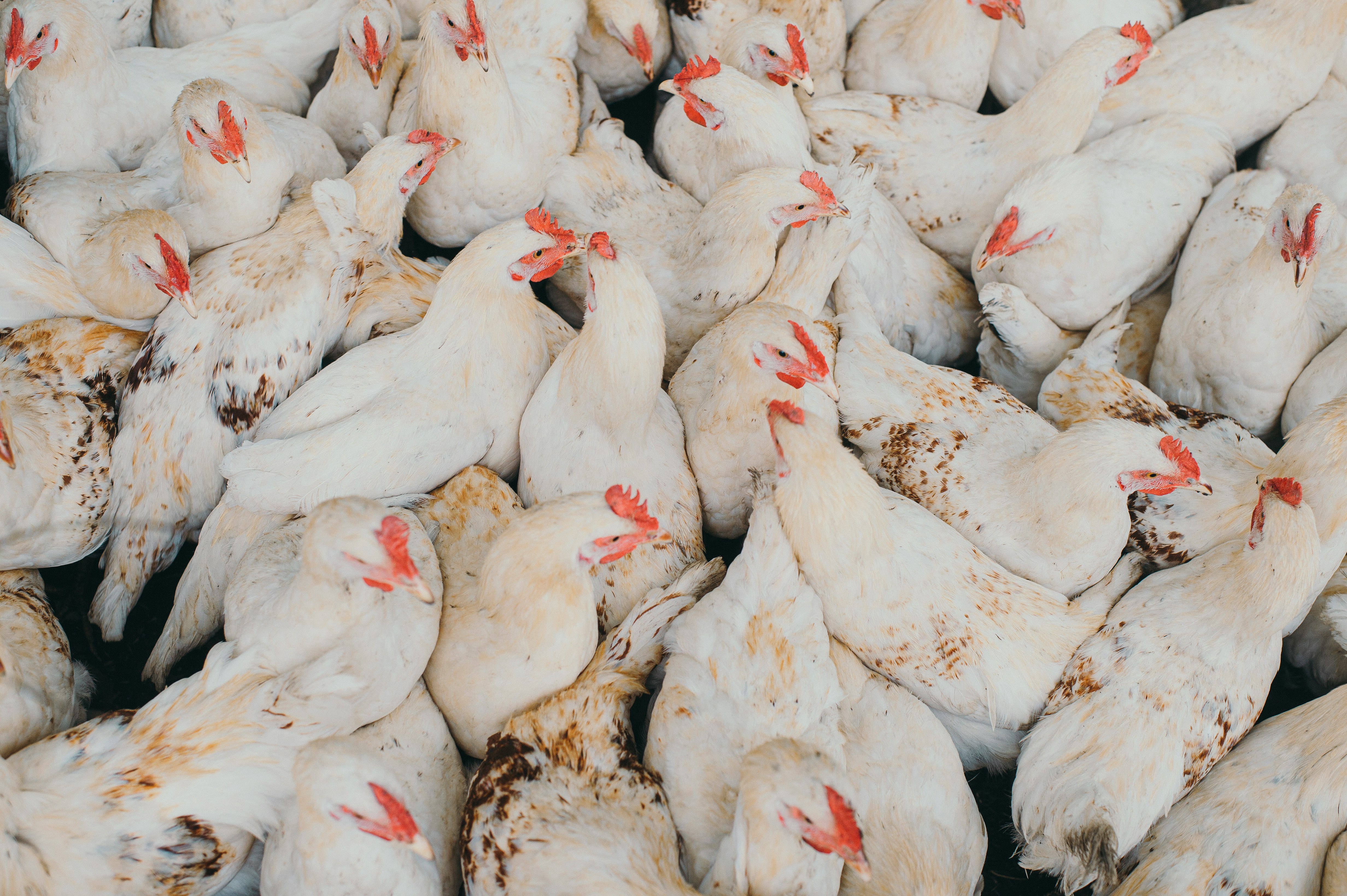 Several chickens are pcitures at a poultry farm in a congested space. (Photo: Unsplash)