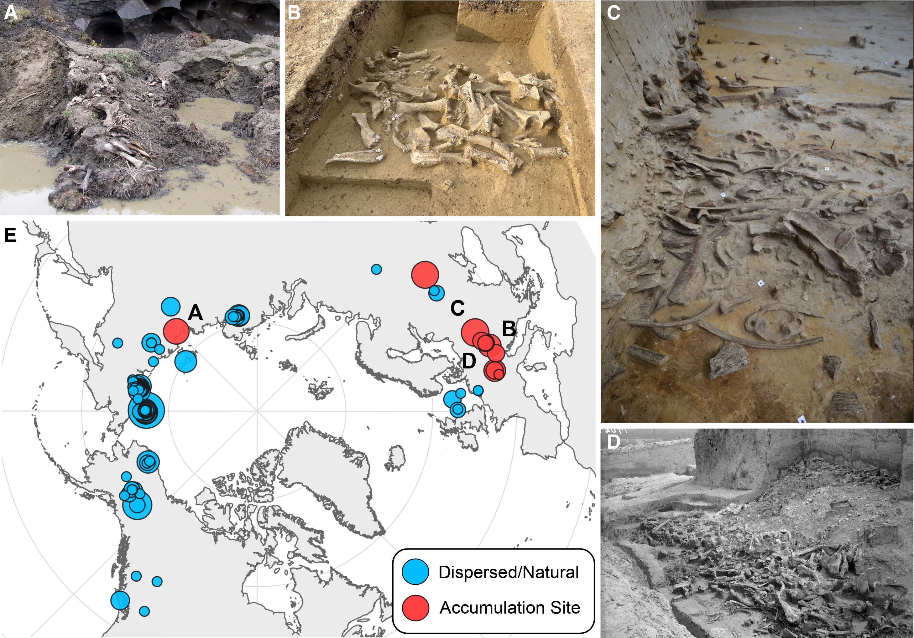 Pictures of the sites where mammoth remains were recovered from. (Photo: Hannah Moots)