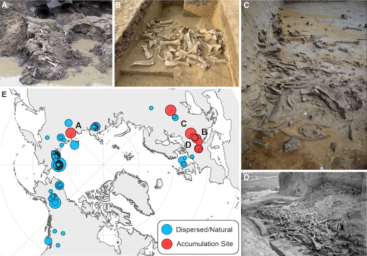 Pictures of the sites where mammoth remains were recovered from. (Photo: Hannah Moots)