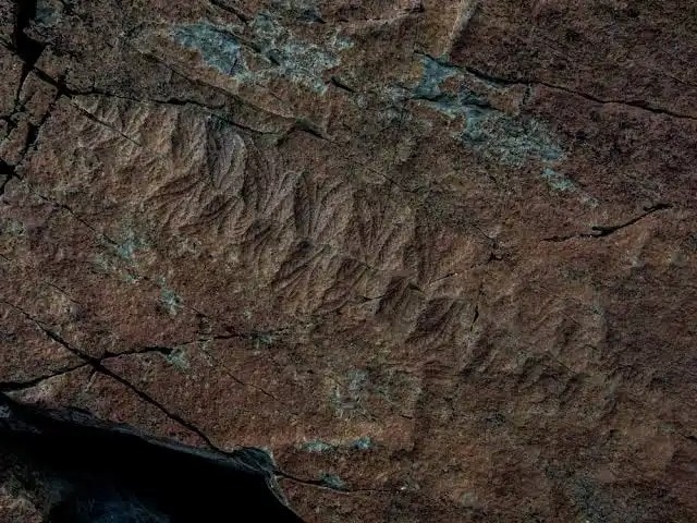 An image of a Fractofusus fossil. (Photo: Neil Osborne)