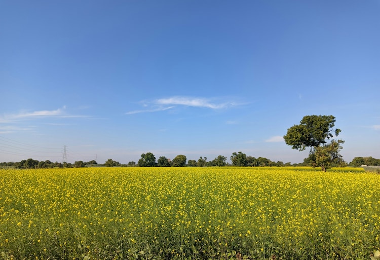Mustard is seen growing on a farmland in Vadhana, Gujarat. (Photo: Unsplash)