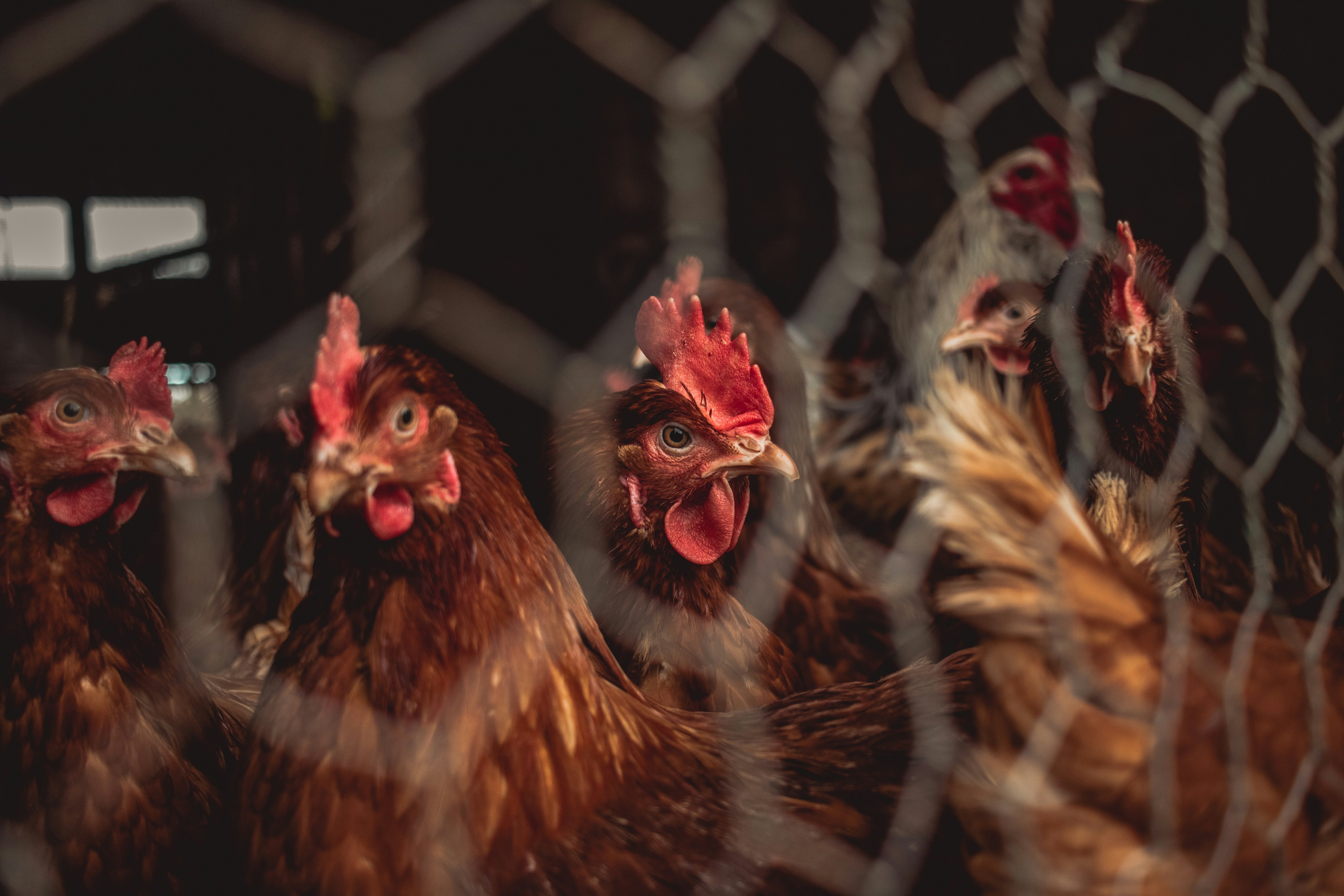 Photo of chickens at a poultry farm. (Photo: Unsplash)