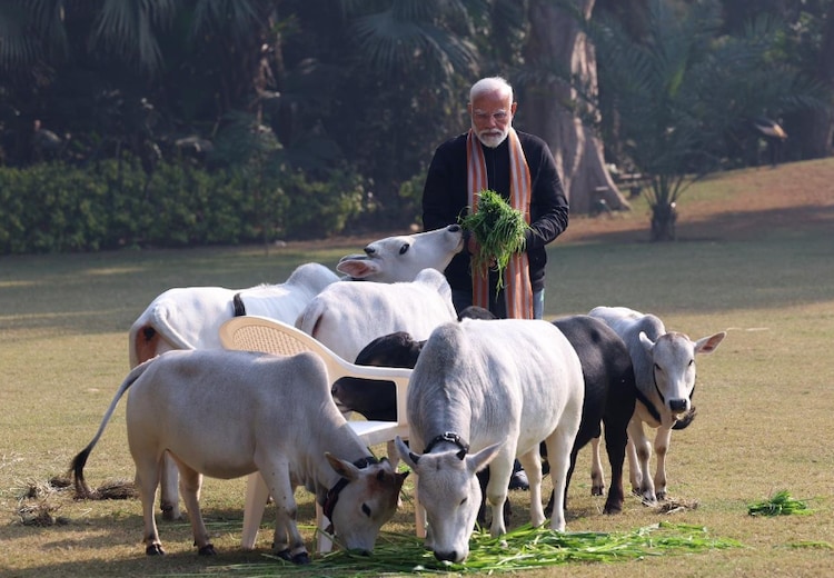 PM Modi with Punganur cows