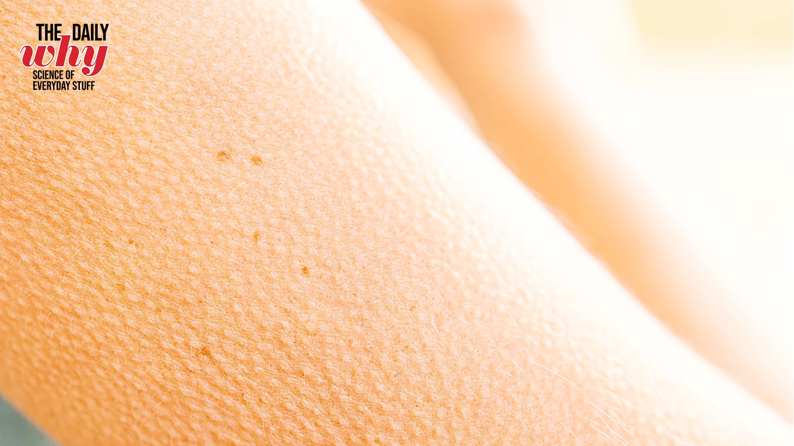 Hair on skin are seen rising as a person feel goosebumps. (Photo: Getty)