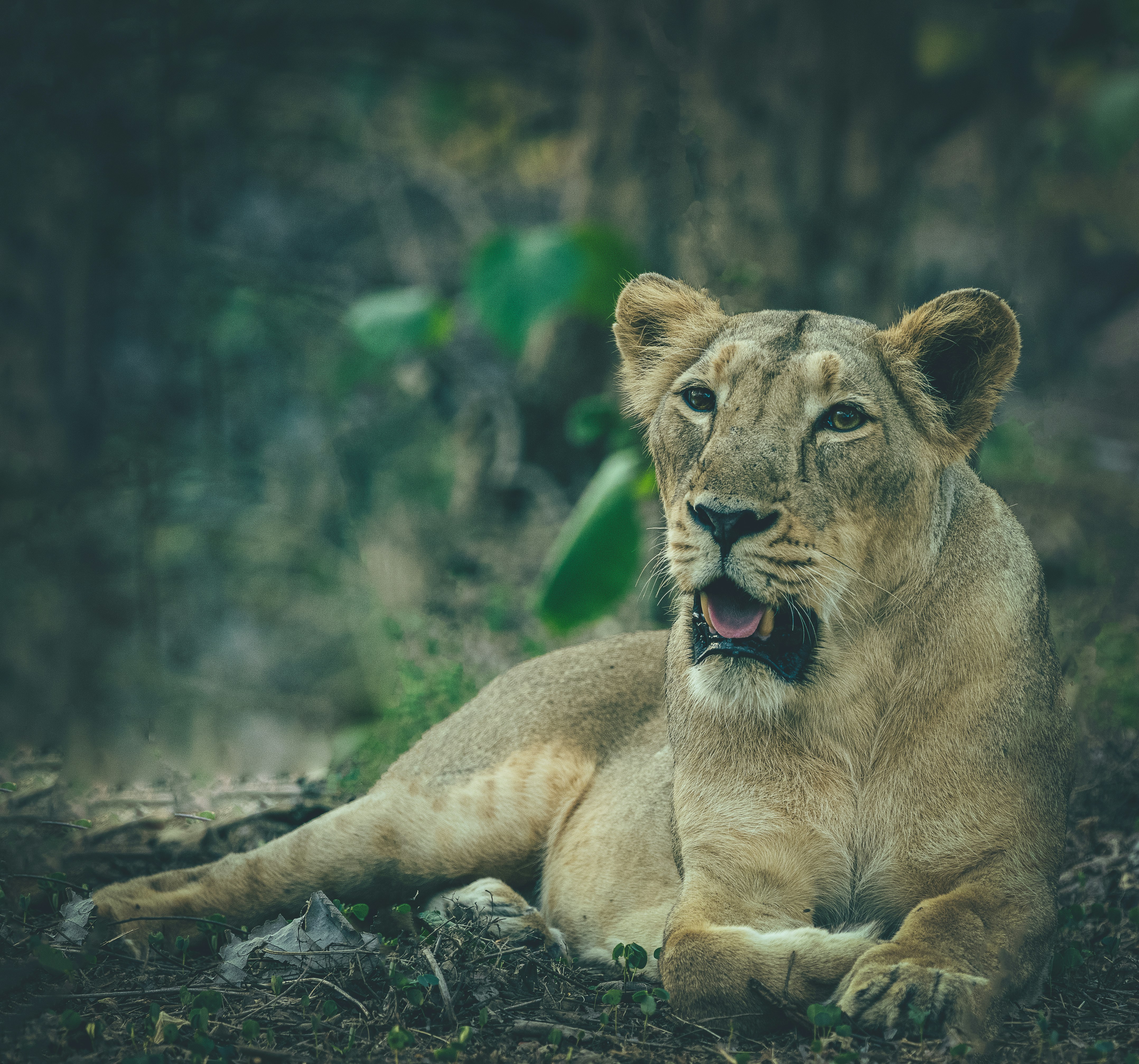 An Asiatic lioness sits in the Gir forest. (Photo: Unsplash)