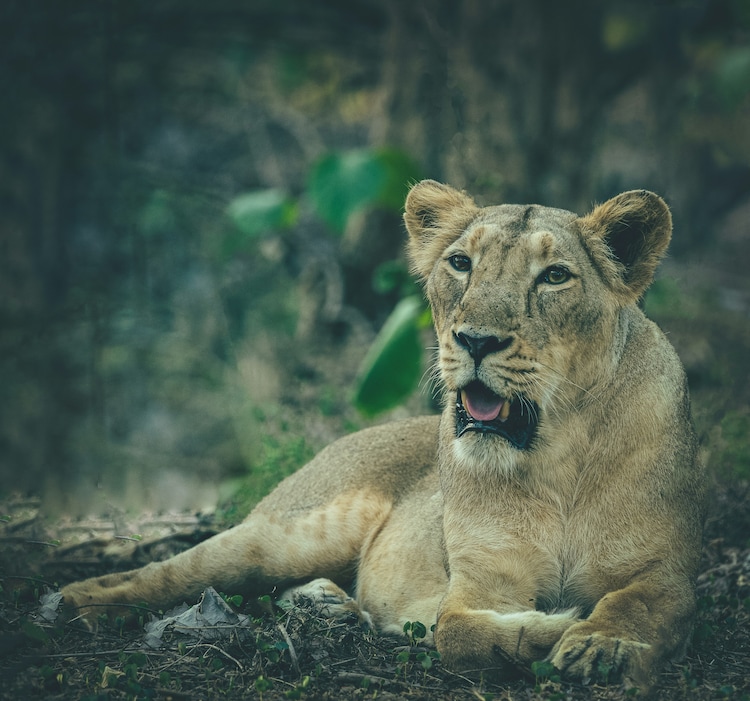 An Asiatic lioness sits in the Gir forest. (Photo: Unsplash)