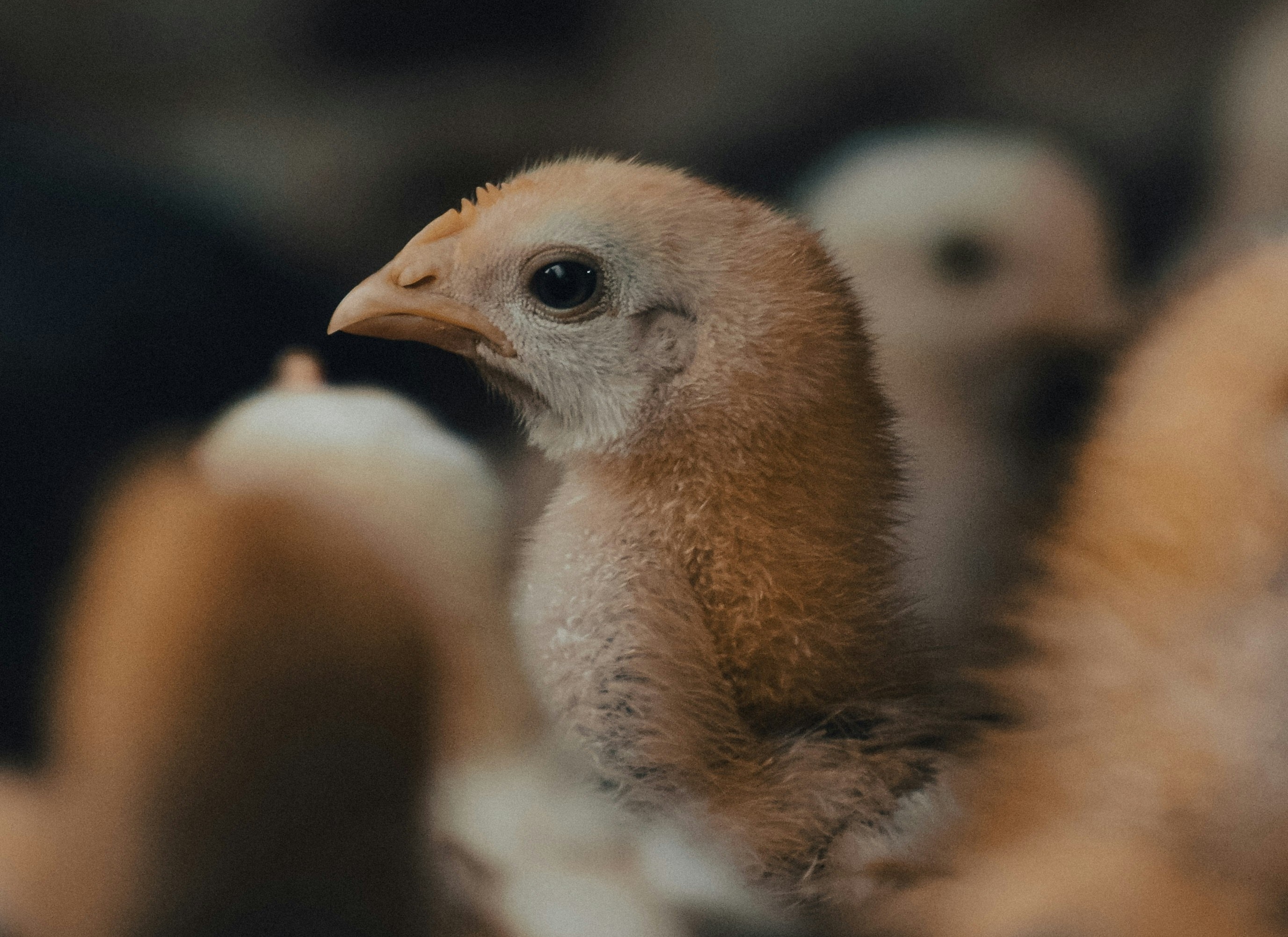 A close-up of a chick at a poultry farm in Uttar Pradesh. (Photo: Unsplash)
