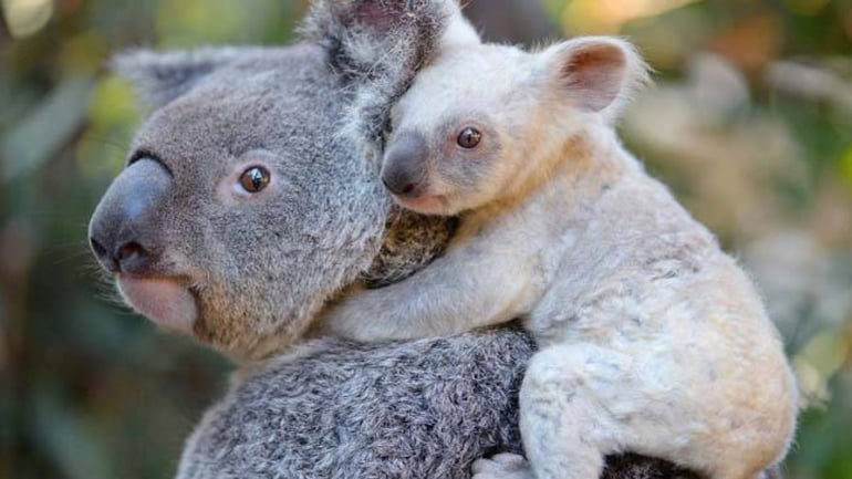 Australian Zoo Asks Facebook Users To Help Them Name Rare Baby Koala Fyi News Australian Zoo Asks Facebook Users To Help Them Name Rare Baby Koala Fyi News