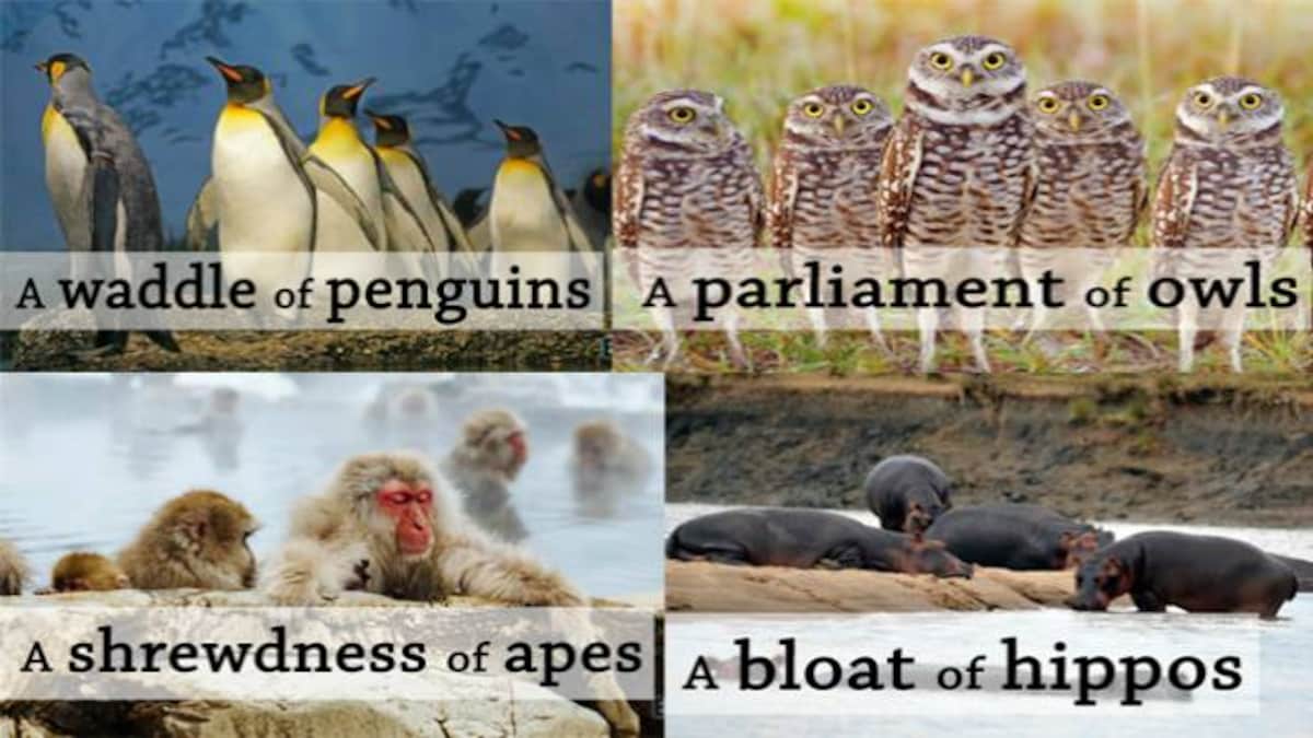 15 Collective Nouns For Groups Of Animals That Are Aptly Coined