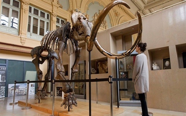 Southeastern Auto Auction >> Mammoth skeleton auctioned for more than half million ... Southeastern Auto Auction >> Mammoth skeleton auctioned for more than half million ...