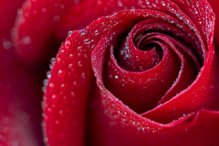 Rose Day 2023: When is rose day, history and significance of the day - Hindustan Times