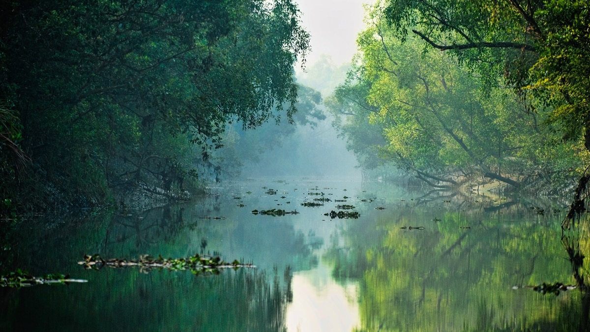 World Mangrove Day: Survival of mangroves can secure coastal future ...