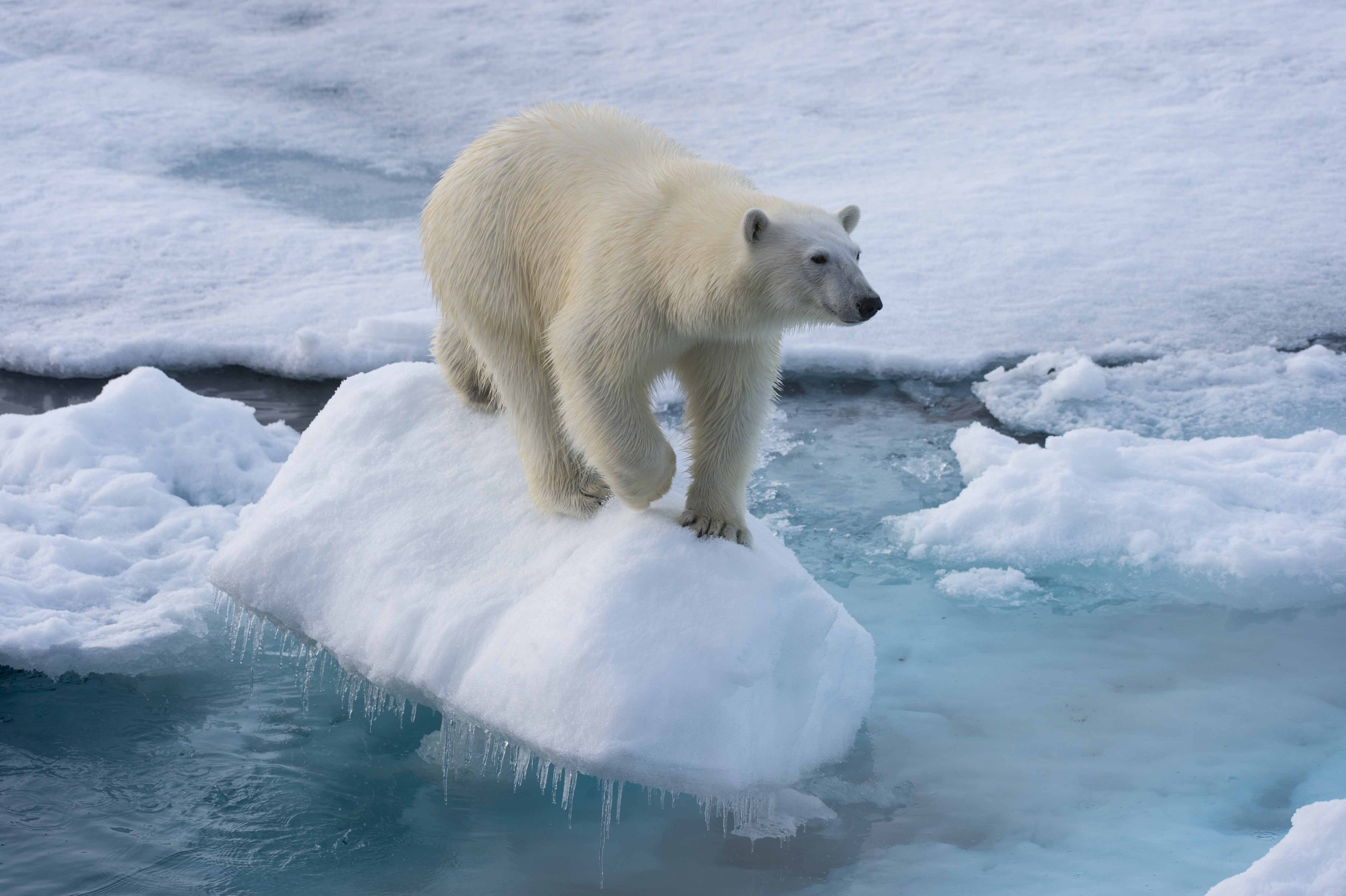 Svalbard is home to more polar bears than humans. Photo: Getty Images