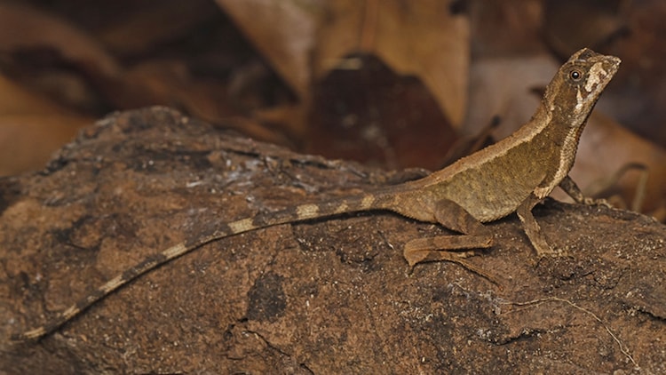 New species of kangaroo lizard discovered in Kerala. No, it doesn't have a pouch