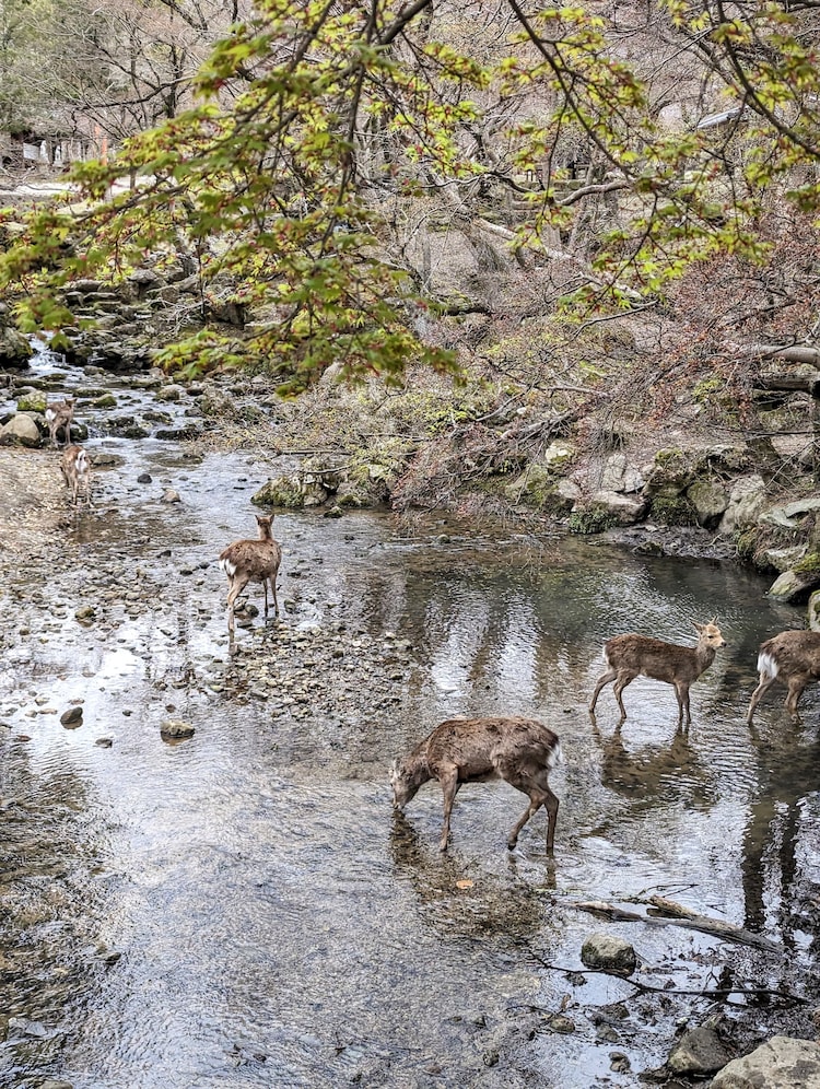 The Nara Deer Park is home to 1,300 deer. Photo: Author