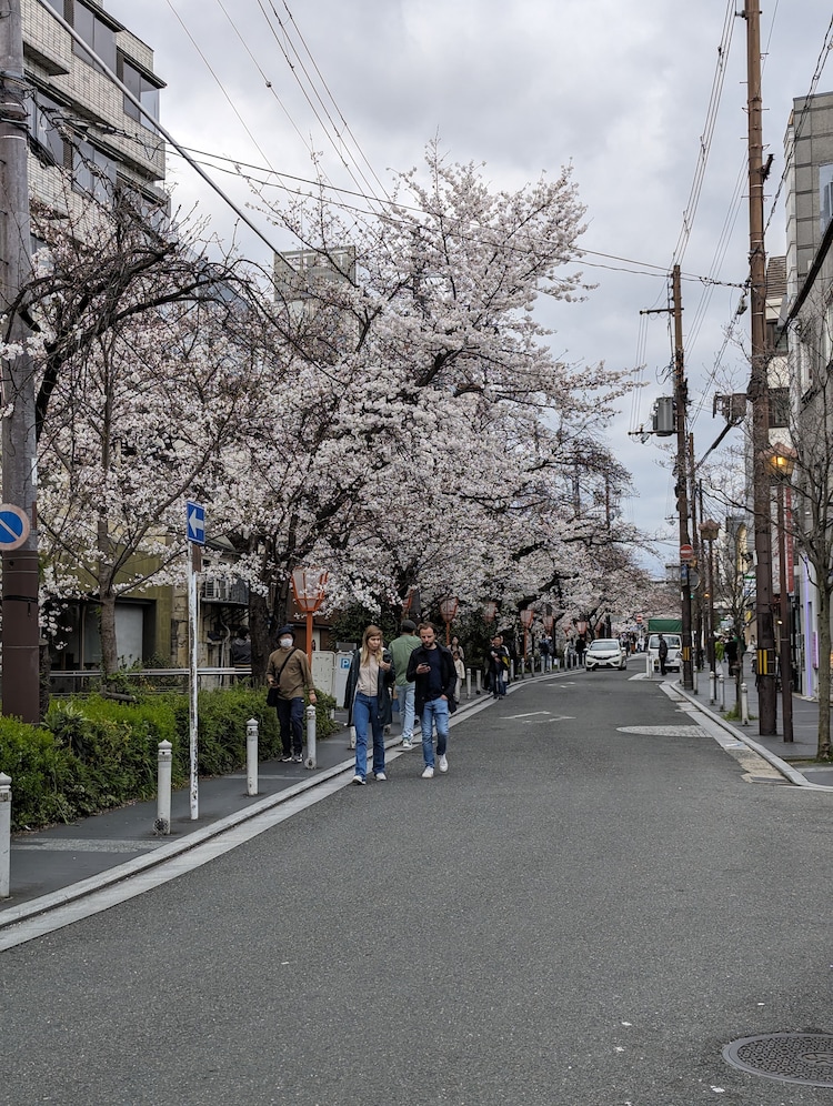 Cherry blossoms by the canal, Kyoto. Photo: Author