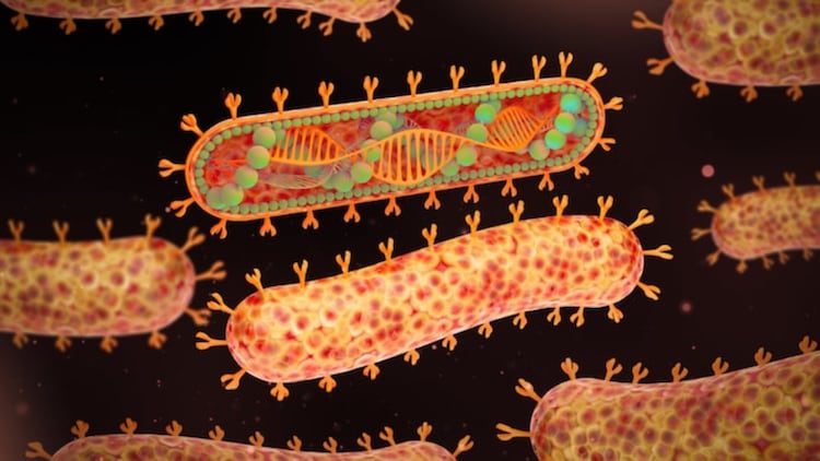 marburg virus marburg virus