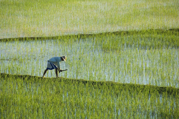 Rice is usually grown in water-watery fields, or pads, which allows the plant not only to absorb water, but also any contaminated substances in the soil, including arsenic. (Photo: Getty Image)