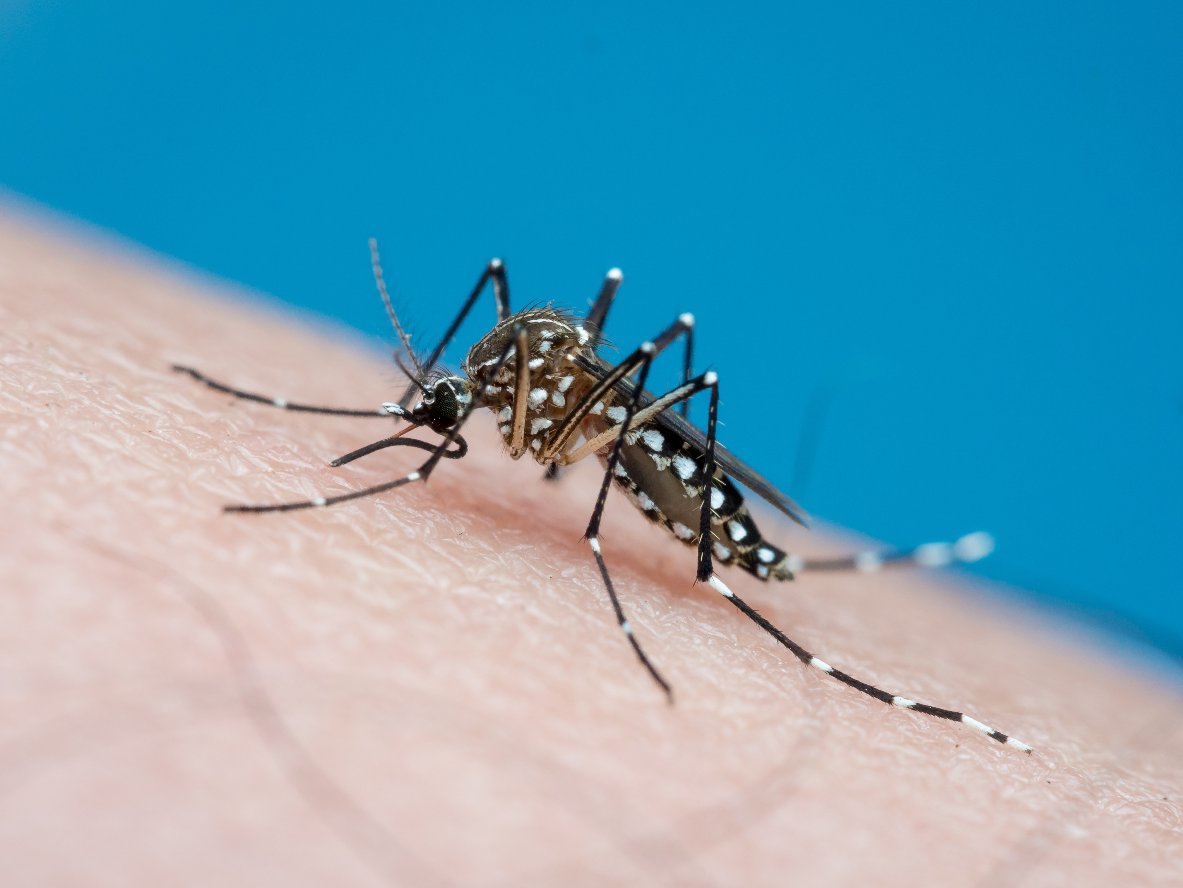 China alone has recorded around 7,000 chikungunya infections since the end of June. (Photo: Getty Image)