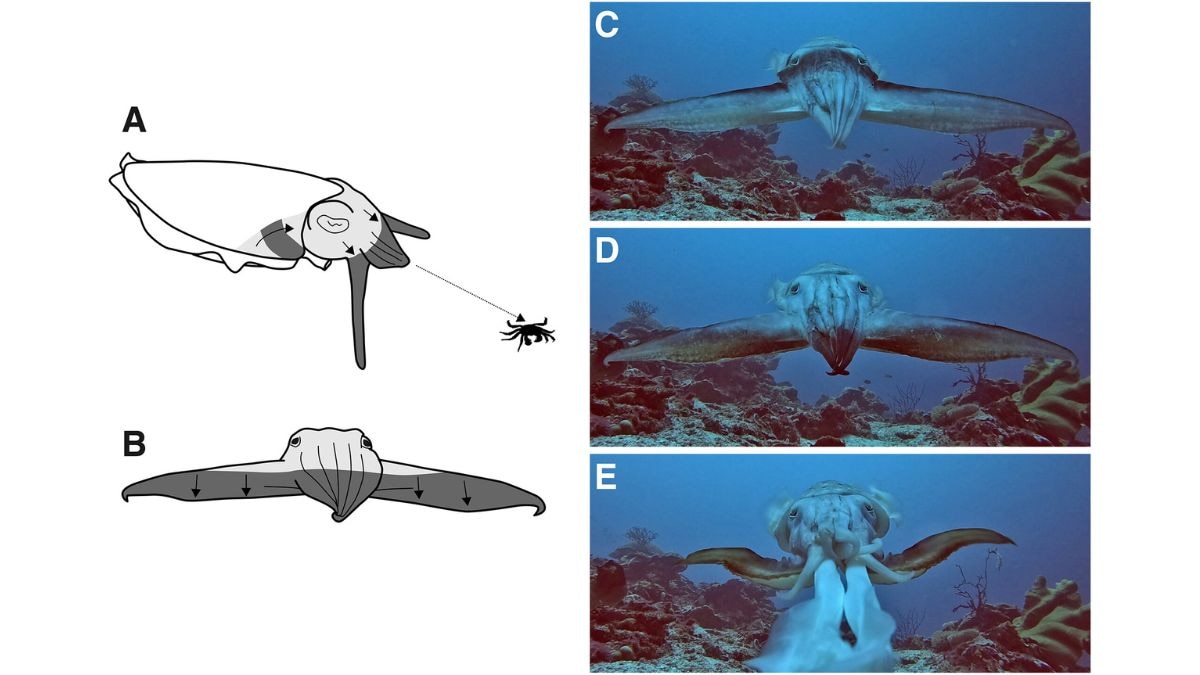 (A) From above, it looks like a UFO gliding over the reef. (B) From the crab's eyes, it looks like almost nothing. (C to E) These sequential frames tell the full story: a broadclub cuttlefish rippling dark stripes across its pale body as it closes in, its motion camouflage so effective that the crab's brain never sounds the alarm. (Photo: Science Advances)