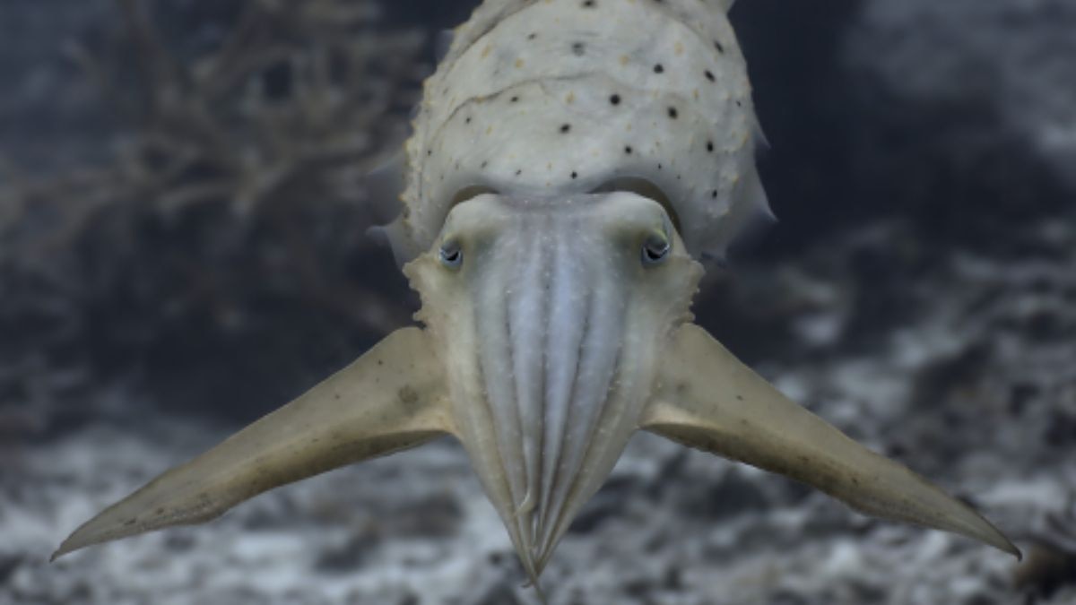 The broadclub cuttlefish seen performing leaf-mimicry. (Photo: Matteo Santon/University of Bristol)