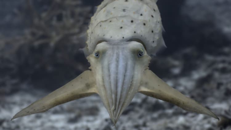 The broadclub cuttlefish seen performing leaf-mimicry. (Photo: Matteo Santon/University of Bristol)