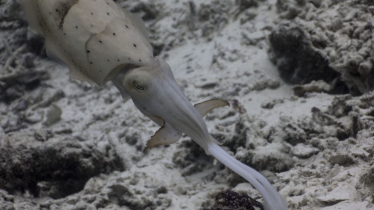 The broadclub cuttlefish seen attacking its prey. (Photo: Matteo Santon/University of Bristol)