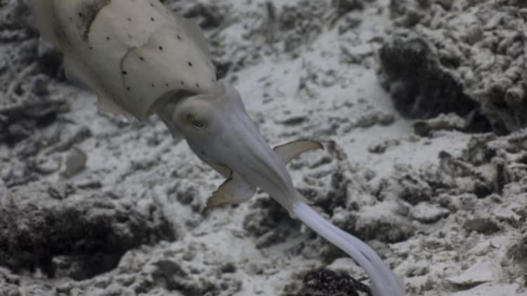 The broadclub cuttlefish seen attacking its prey. (Photo: Matteo Santon/University of Bristol)