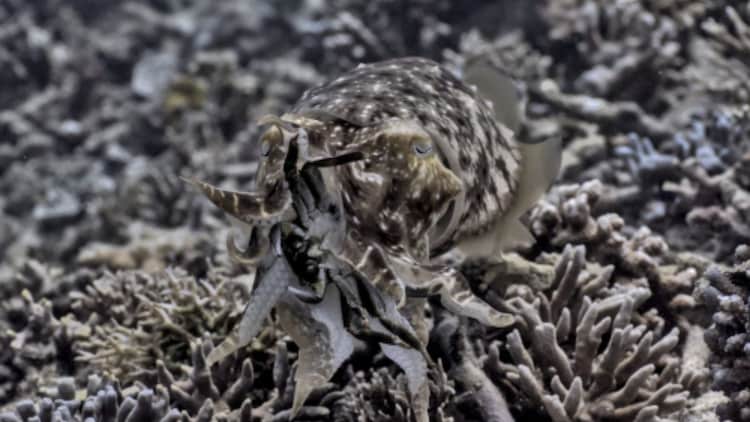 The broadclub cuttlefish, a few minutes after catching its prey. (Photo: Matteo Santon/University of Bristol)