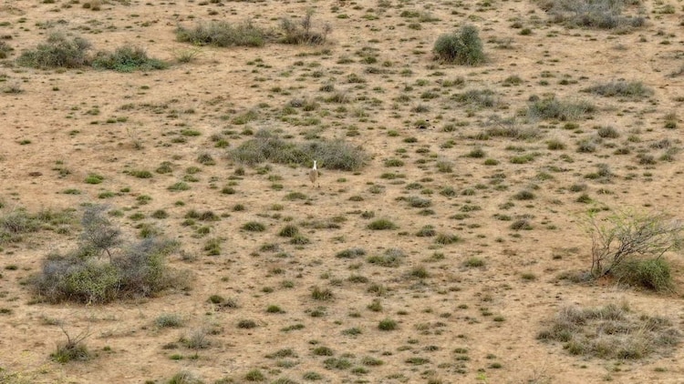 In a historic win for wildlife, a Great Indian Bustard chick has hatched in Gujarat, after a decade. (Photo: X/@byadavbjp)