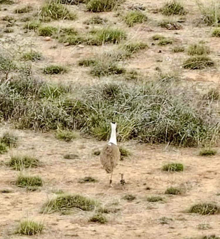 Scientists successfully swapped an infertile egg of the Great Indian Bustard with a fertile one from Rajasthan in a 19-hour road mission. (Photo: X/@byadavjp)