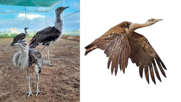 The successful hatching of a Great Indian Bustard chick on March 26 marks a turning point for the survival of the species in Gujarat. (File Photo)