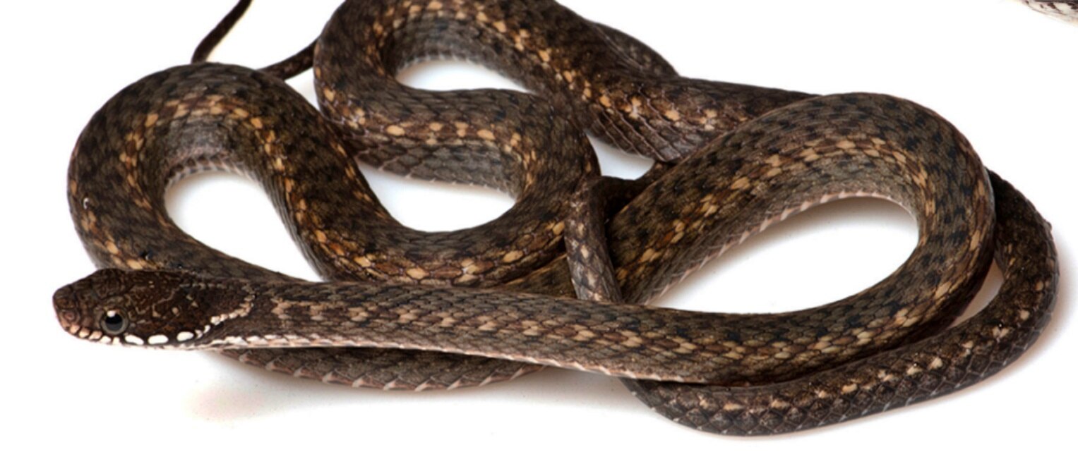 Hebius gilhodesi in life from India: