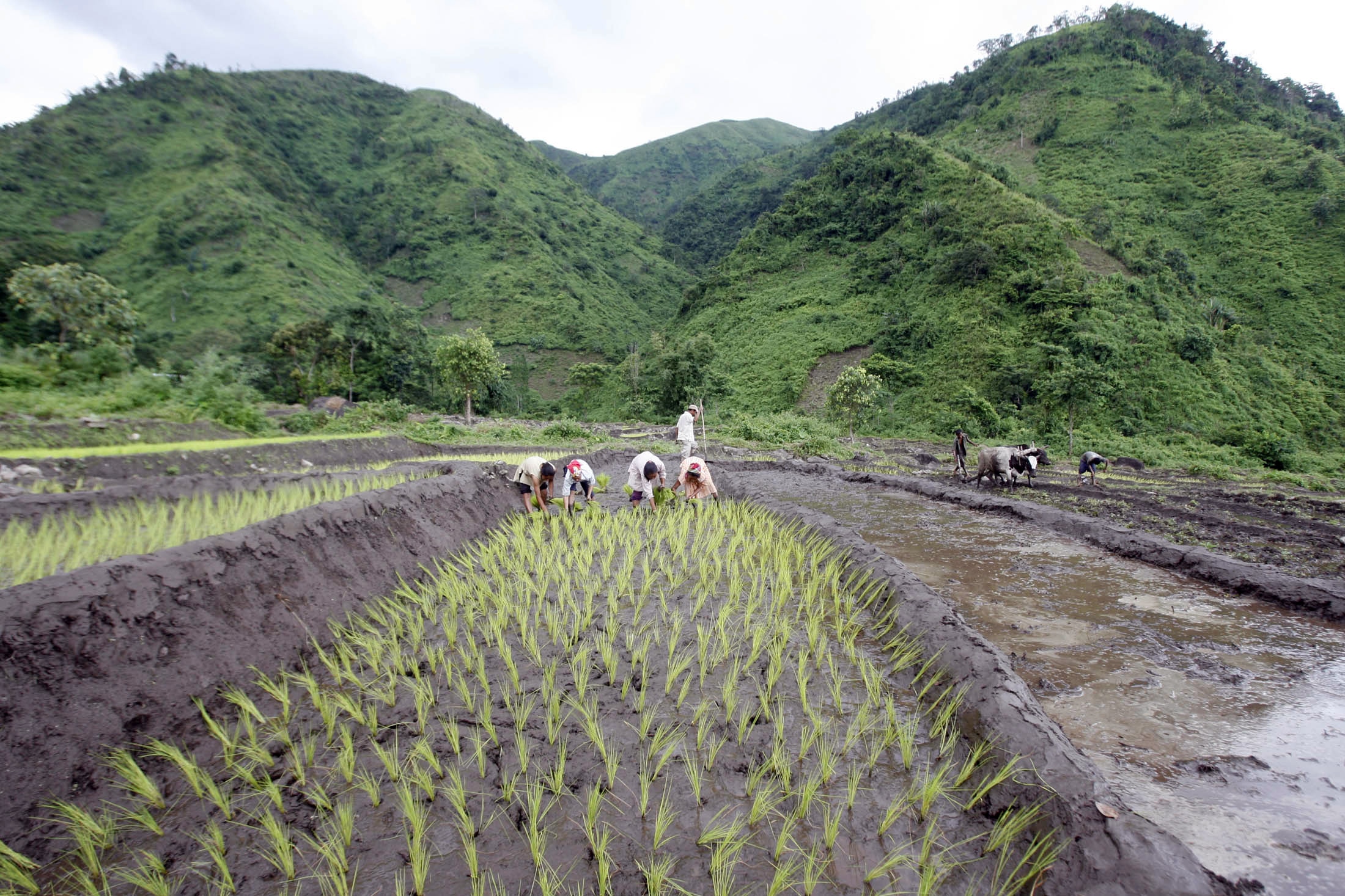 Satellite-based Land Use and Land Cover mapping reveals everything from forests to farmlands across India. (Photo: Reuters)