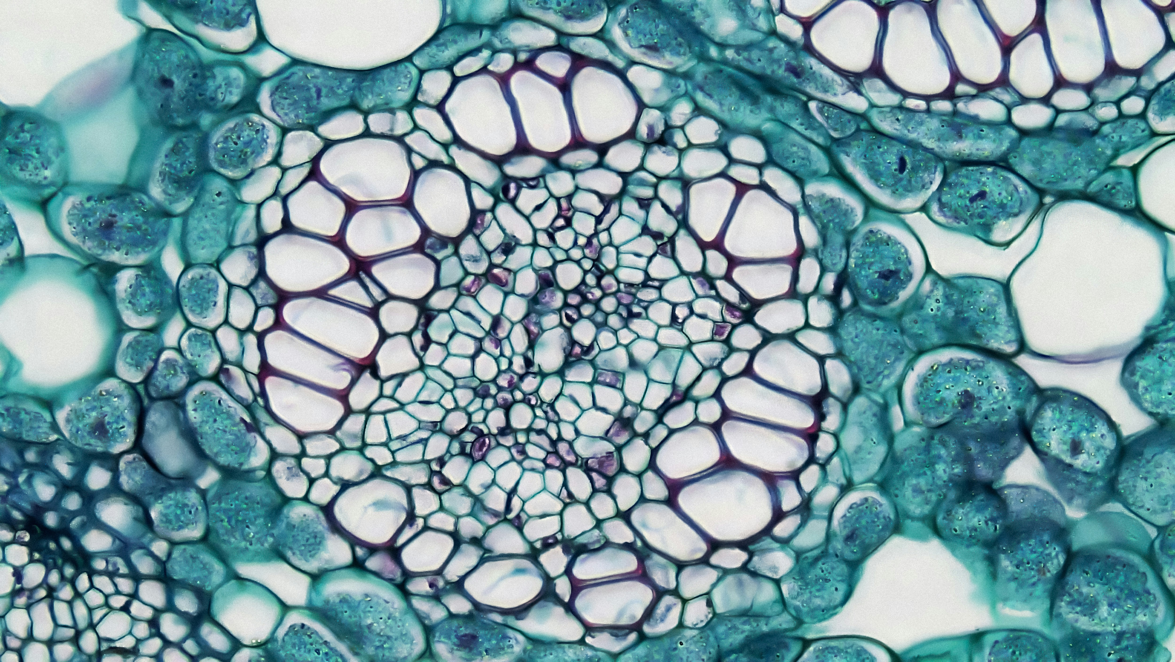 Stem cells are sent to a laboratory where the genetic edit is made, and returned to the body. (Photo: Unsplash)