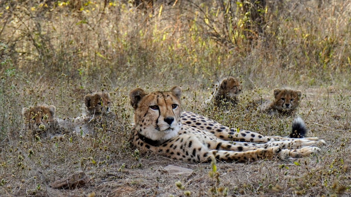 Mukhi is seen with its cubs at the Kuno National Park, in Sheopur district, Madhya Pradesh. Mukhi, the first cheetah born in India following an ambitious reintroduction programme that began in September 2022 in the national park, turned three on Sunday, March 29, 2026. (Photo: PTI)