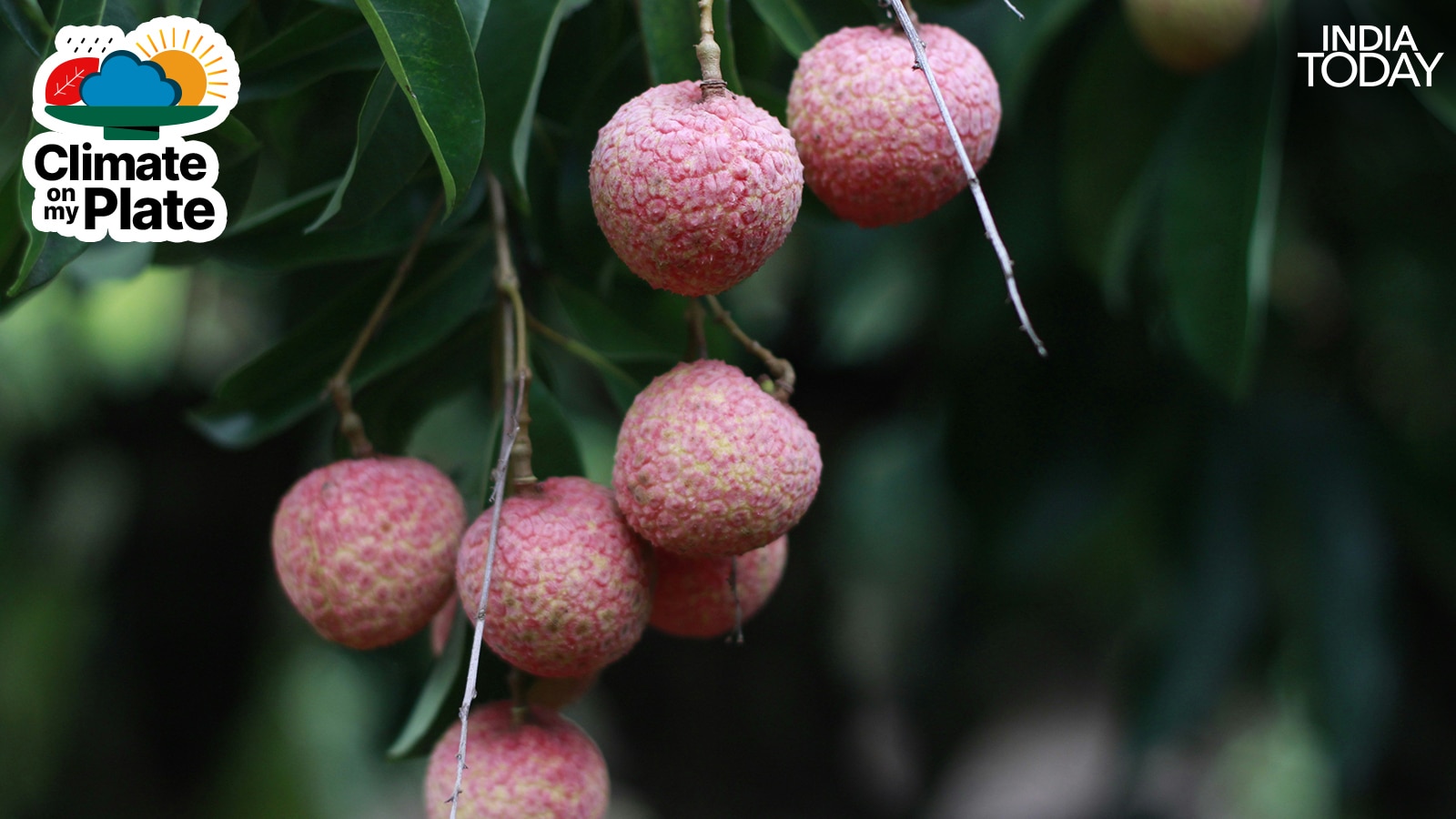 Litchi fruits at various stages of development on a tree in Muzaffarpur. Unseasonal rains during the flowering period disrupt pollination, reducing fruit set and driving up losses for farmers across the state. (Photo: Reuters)