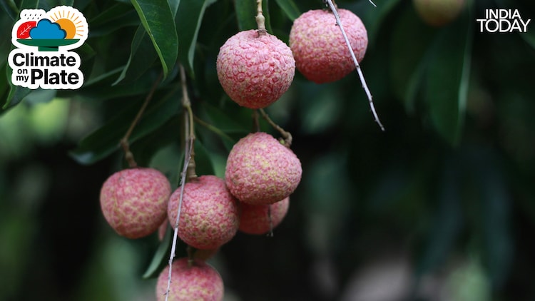 Litchi fruits at various stages of development on a tree in Muzaffarpur. Unseasonal rains during the flowering period disrupt pollination, reducing fruit set and driving up losses for farmers across the state. (Photo: Reuters)