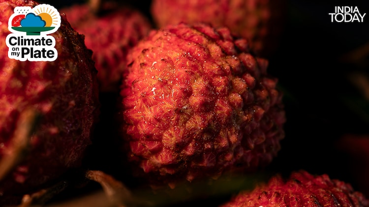 Litchi requires a precise temperature window during April and May to develop properly. Temperatures above 38 degrees Celsius cause the fruit to blacken, dry, and drop before it matures. (Photo: Unsplash)