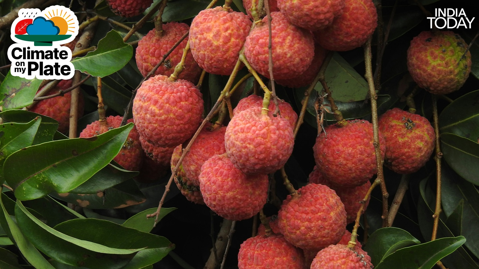 The Shahi litchi of Muzaffarpur earned a Geographical Indication (GI) tag in 2018, recognising its unique character and origin. Climate change is now threatening the very conditions that made it special. (Photo: Unsplash)