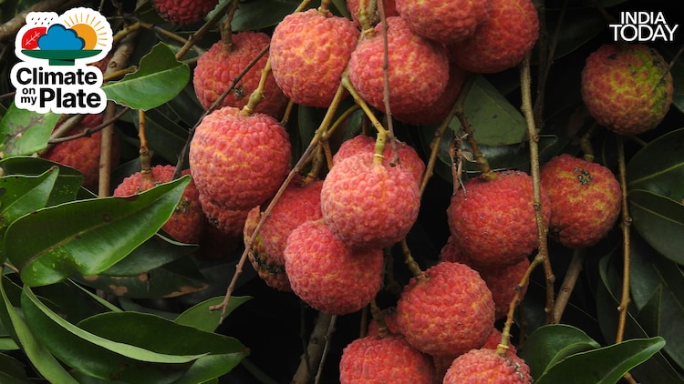 The Shahi litchi of Muzaffarpur earned a Geographical Indication (GI) tag in 2018, recognising its unique character and origin. Climate change is now threatening the very conditions that made it special. (Photo: Unsplash)