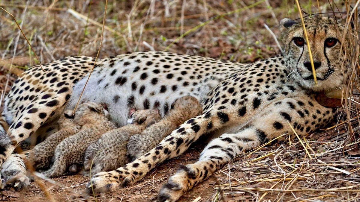 Female cheetah Gamini feeds its cubs at the Kuno National Park, in Sheopur district, Madhya Pradesh. Gamini gave birth to several cubs, including the 25-month-old female who recently brought four healthy cubs into the wild. (Photo: PTI)
