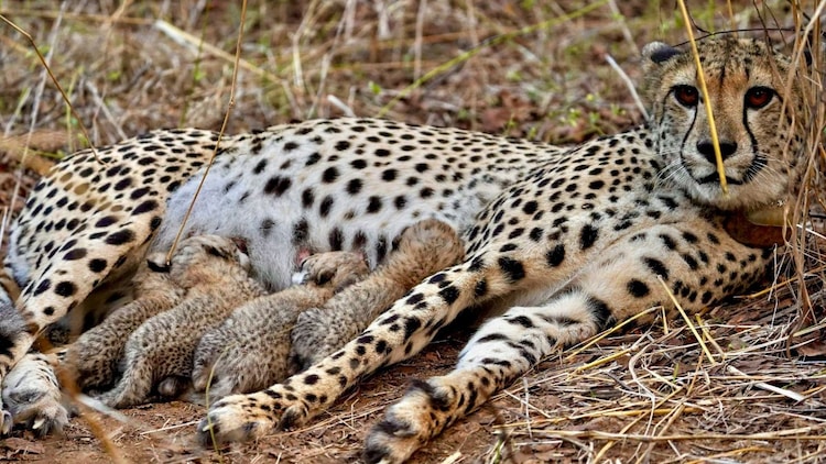 Female cheetah Gamini feeds its cubs at the Kuno National Park, in Sheopur district, Madhya Pradesh. Gamini gave birth to several cubs, including the 25-month-old female who recently brought four healthy cubs into the wild. (Photo: PTI)