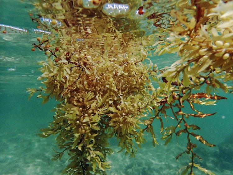 Sargasso Sea facts, sea without coastline, Sargasso Sea has no shore, Atlantic Ocean currents, Sargassum seaweed, unique seas in the world, ocean gyre, marine ecosystem Atlantic